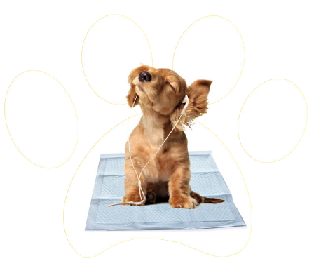 pet training pad logo | padforpet wholesale supplier