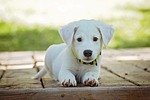 puppy, dog, pet, collar, dog collar, white puppy, white dog, domestic, domestic dog, lying down, portrait, dog portrait, animal, cute, white, adorable, canine, nature, doggy, looking